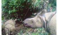 Muri Pariki y’Igihugu ya Indonesia, Ujung Kulon, hagaragaye umwana w’inkura yo mu bwoko bw’izitwa ‘Javan.